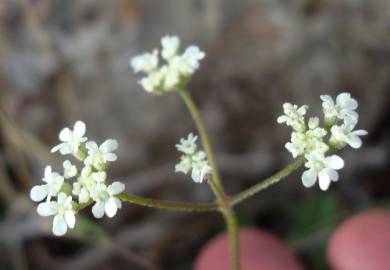 Fotografia da espécie Torilis arvensis subesp. purpurea