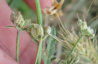 Fotografia da espécie Torilis arvensis subesp. purpurea