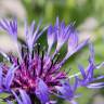 Fotografia 5 da espécie Cyanus lingulatus do Jardim Botânico UTAD