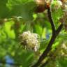 Fotografia 9 da espécie Fagus sylvatica do Jardim Botânico UTAD