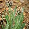 Fotografia 12 da espécie Cyanus lingulatus do Jardim Botânico UTAD