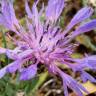 Fotografia 14 da espécie Cyanus lingulatus do Jardim Botânico UTAD
