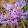 Fotografia 15 da espécie Cyanus lingulatus do Jardim Botânico UTAD