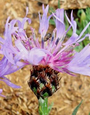Fotografia 16 da espécie Cyanus lingulatus no Jardim Botânico UTAD