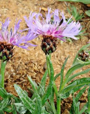 Fotografia 17 da espécie Cyanus lingulatus no Jardim Botânico UTAD