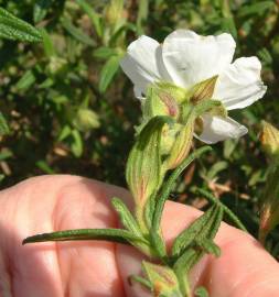 Fotografia da espécie Cistus monspeliensis