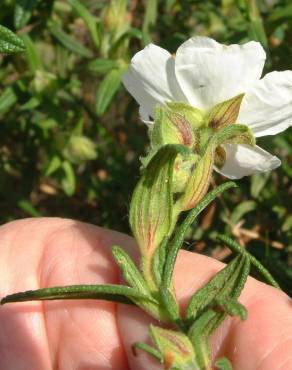 Fotografia 12 da espécie Cistus monspeliensis no Jardim Botânico UTAD