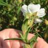 Fotografia 12 da espécie Cistus monspeliensis do Jardim Botânico UTAD