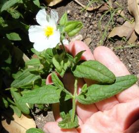 Fotografia da espécie Cistus monspeliensis