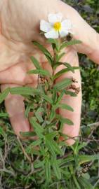 Fotografia da espécie Cistus monspeliensis