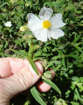 Fotografia 16 da espécie Cistus monspeliensis no Jardim Botânico UTAD