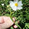 Fotografia 16 da espécie Cistus monspeliensis do Jardim Botânico UTAD