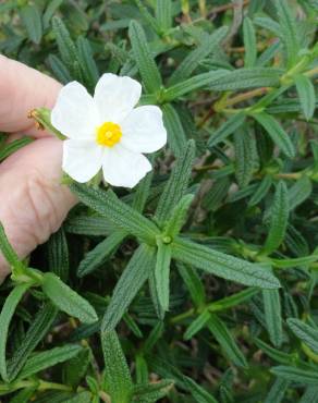 Fotografia 18 da espécie Cistus monspeliensis no Jardim Botânico UTAD