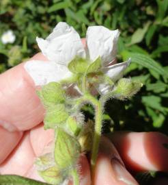 Fotografia da espécie Cistus monspeliensis