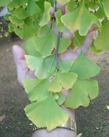 Fotografia da espécie Ginkgo biloba