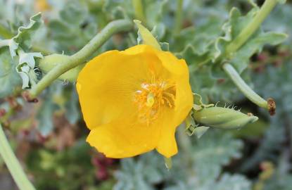 Fotografia da espécie Glaucium flavum