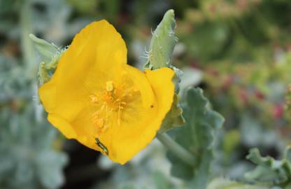 Fotografia da espécie Glaucium flavum