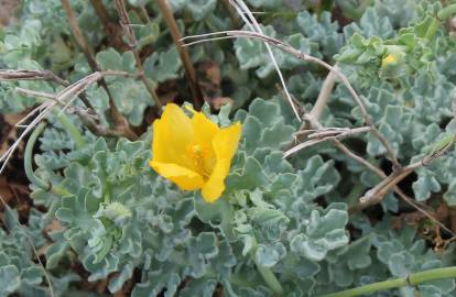 Fotografia da espécie Glaucium flavum