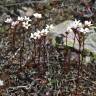 Fotografia 3 da espécie Saxifraga dichotoma do Jardim Botânico UTAD