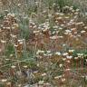 Fotografia 4 da espécie Saxifraga dichotoma do Jardim Botânico UTAD