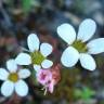 Fotografia 5 da espécie Saxifraga dichotoma do Jardim Botânico UTAD