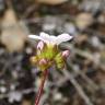 Fotografia 6 da espécie Saxifraga dichotoma do Jardim Botânico UTAD