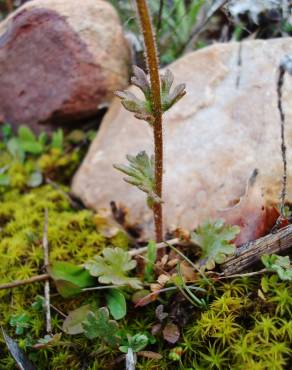 Fotografia 7 da espécie Saxifraga dichotoma no Jardim Botânico UTAD