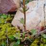 Fotografia 7 da espécie Saxifraga dichotoma do Jardim Botânico UTAD