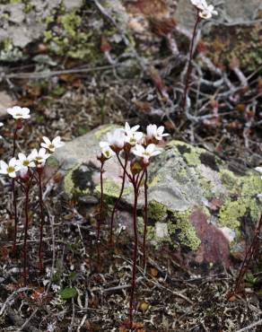 Fotografia 8 da espécie Saxifraga dichotoma no Jardim Botânico UTAD