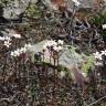 Fotografia 8 da espécie Saxifraga dichotoma do Jardim Botânico UTAD