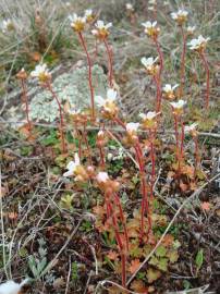 Fotografia da espécie Saxifraga dichotoma