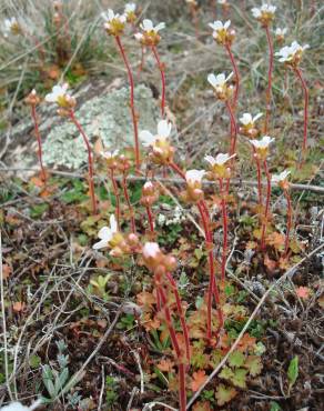 Fotografia 9 da espécie Saxifraga dichotoma no Jardim Botânico UTAD