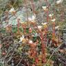 Fotografia 9 da espécie Saxifraga dichotoma do Jardim Botânico UTAD