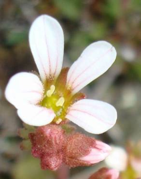 Fotografia 10 da espécie Saxifraga dichotoma no Jardim Botânico UTAD