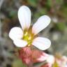 Fotografia 10 da espécie Saxifraga dichotoma do Jardim Botânico UTAD