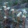 Fotografia 11 da espécie Saxifraga dichotoma do Jardim Botânico UTAD