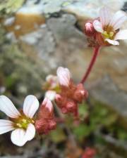 Fotografia da espécie Saxifraga dichotoma