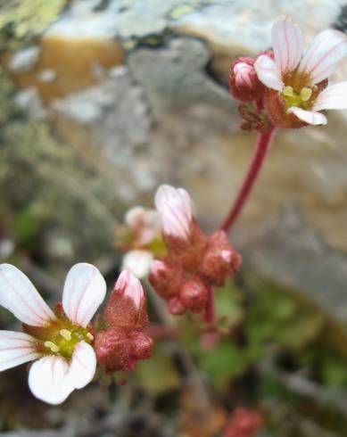 Fotografia de capa Saxifraga dichotoma - do Jardim Botânico