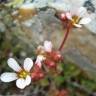 Fotografia 1 da espécie Saxifraga dichotoma do Jardim Botânico UTAD