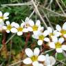 Fotografia 12 da espécie Saxifraga dichotoma do Jardim Botânico UTAD