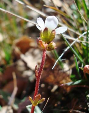 Fotografia 13 da espécie Saxifraga dichotoma no Jardim Botânico UTAD