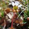 Fotografia 13 da espécie Saxifraga dichotoma do Jardim Botânico UTAD