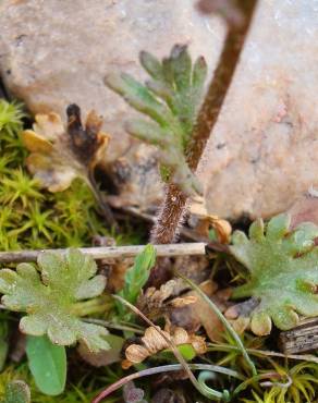 Fotografia 14 da espécie Saxifraga dichotoma no Jardim Botânico UTAD