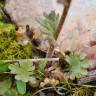 Fotografia 14 da espécie Saxifraga dichotoma do Jardim Botânico UTAD