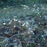 Fotografia 15 da espécie Saxifraga dichotoma do Jardim Botânico UTAD