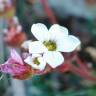 Fotografia 16 da espécie Saxifraga dichotoma do Jardim Botânico UTAD