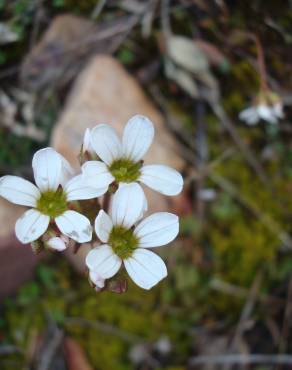 Fotografia 17 da espécie Saxifraga dichotoma no Jardim Botânico UTAD