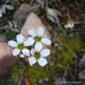 Fotografia 17 da espécie Saxifraga dichotoma do Jardim Botânico UTAD