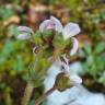 Fotografia 19 da espécie Saxifraga dichotoma do Jardim Botânico UTAD