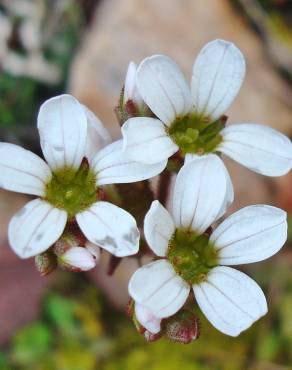 Fotografia 20 da espécie Saxifraga dichotoma no Jardim Botânico UTAD